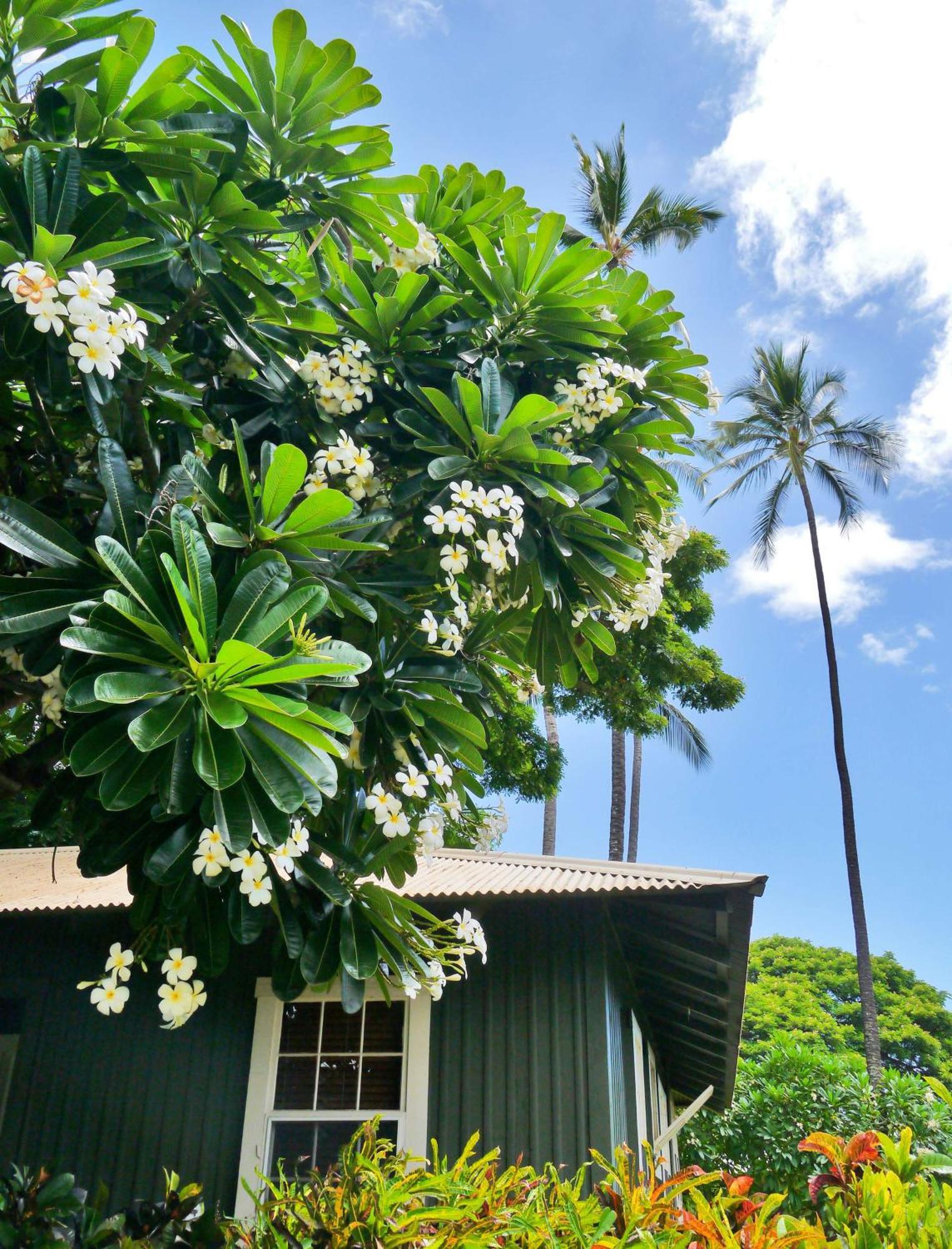 Waimea Plantation Cottages, A Coast Resort Экстерьер фото